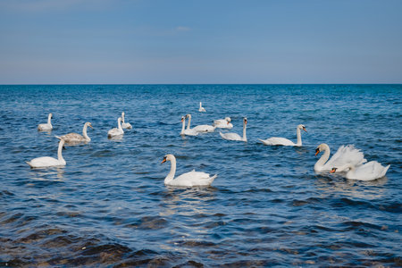 White swans on the sea near the shore, with blue color of sky and the sea in the backgroundの写真素材