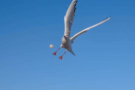 A seagull catches bread thrown to it in flight, with blue color of sky in the backgroundの写真素材