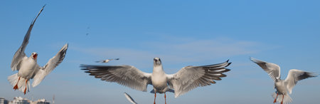 Seagulls flying in the air near the sea, with the blue color of sky in the background