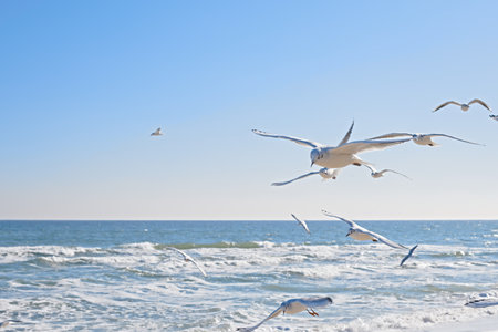 Seagulls soaring in the air over the sea coast, sea waves in the sunの写真素材