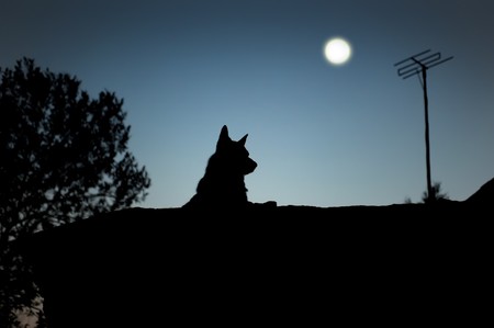 silhouette of a dog sitting on the roof of the house at nightの写真素材