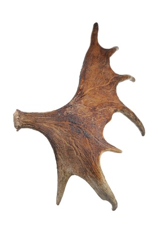 Horns of a large elk. It is isolated on a white backgroundの写真素材
