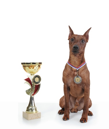image of a Miniature Pinscher. Isolated on white backgroundの写真素材