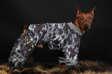 image of a Miniature Pinscher on the fur of a bearの写真素材