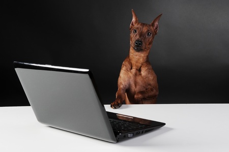 image of a Miniature Pinscher on black backgroundの写真素材