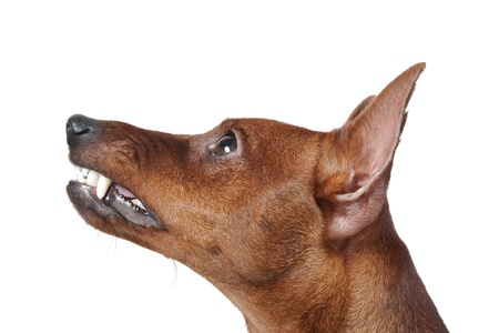 image of a Miniature Pinscher. Isolated on white backgroundの写真素材