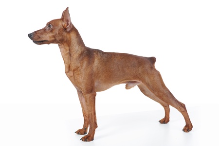 image of a Miniature Pinscher. Isolated on white backgroundの写真素材