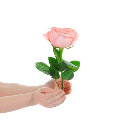pink roseの写真素材