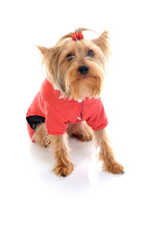 Christmas yorkieの写真素材