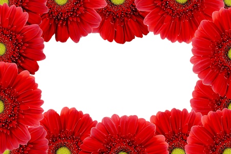Red Gerbera Flowerの写真素材