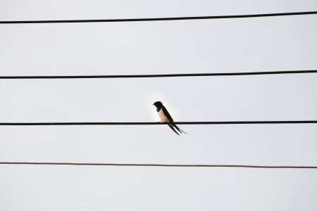Bird on the electric wires の写真素材