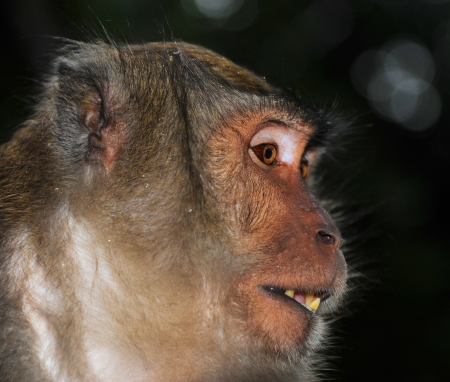 Close-up portrait of a monkey