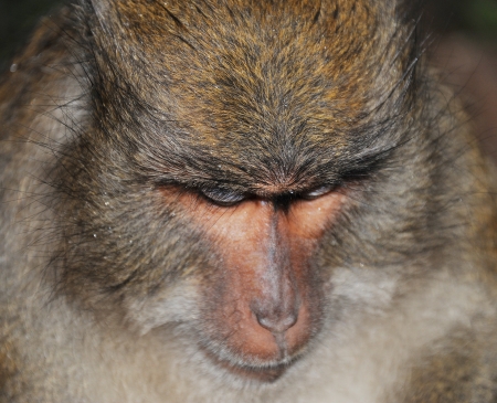 Close-up portrait of a monkey