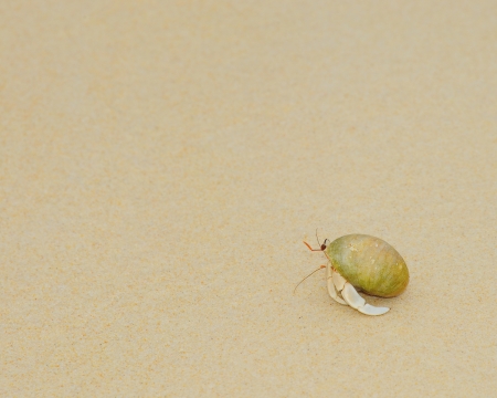 Hermit Crab on sea sunny beachesの写真素材