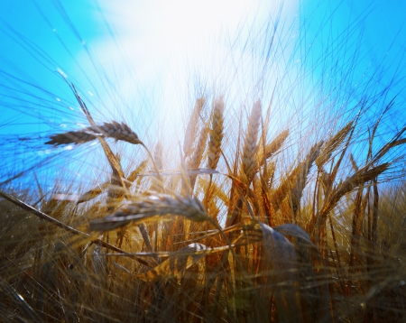 Rye fieldの写真素材