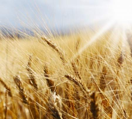 Rye fieldの写真素材