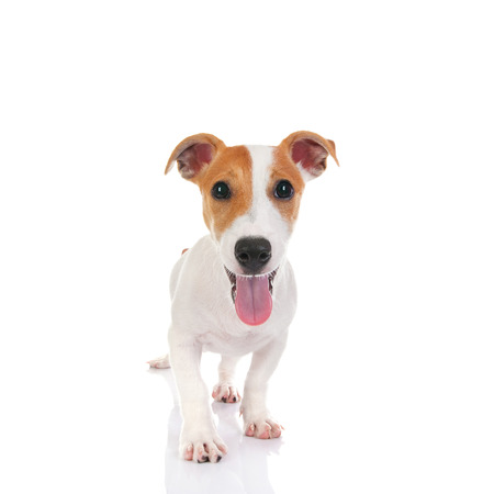 Jack russell terrier. Isolated on white backgroundの写真素材