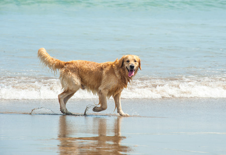 Happy Labrador Retriever playing at the beachの写真素材