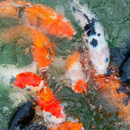 Colorful Koi or carp chinese fish in waterの写真素材
