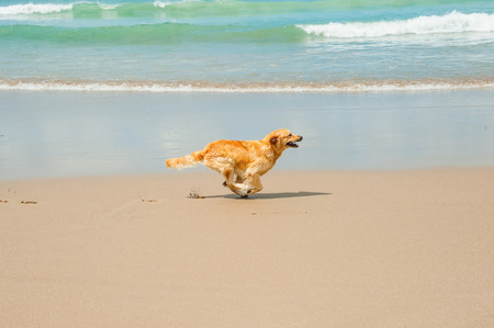 Happy Labrador Retriever playing at the beachの写真素材