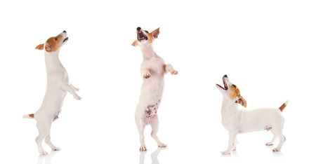 Jack russell terrier. Isolated on white backgroundの写真素材