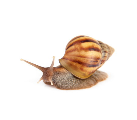 Image Garden snail isolated on white background.の写真素材