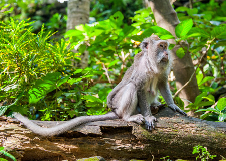 Close-up portrait of a monkey in the junglegleの写真素材
