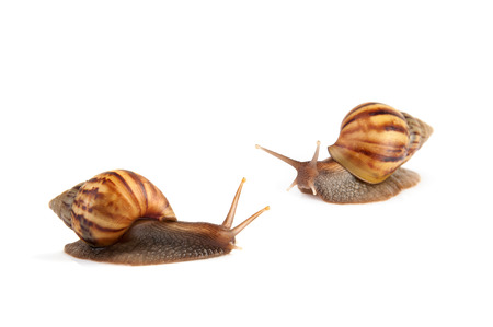 Image Garden snail isolated on white background.の写真素材