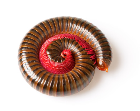 The millipede is insects that have several legs.の写真素材