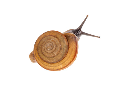 Image Garden snail isolated on white background.の写真素材