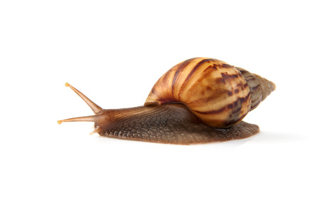 Image Garden snail isolated on white background.の写真素材