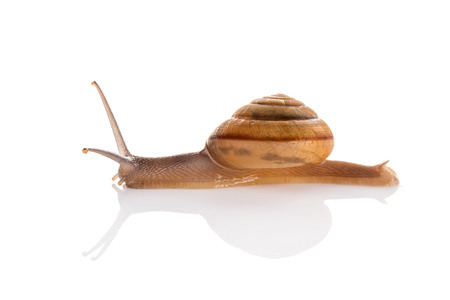 Image Garden snail isolated on white background.の写真素材