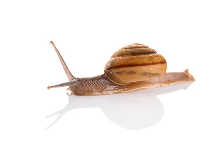 Image Garden snail isolated on white background.の写真素材