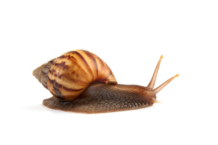Image Garden snail isolated on white background.の写真素材