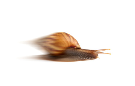 Image Garden snail isolated on white background.の写真素材