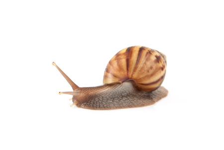 Image Garden snail isolated on white background.の写真素材