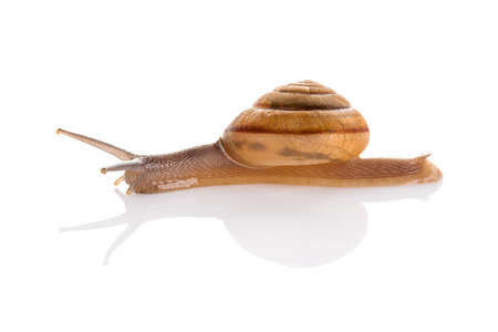 Image Garden snail isolated on white background.の写真素材