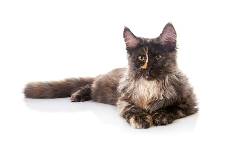 Maine Coon cat isolated on white backgroundの写真素材