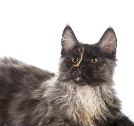 Maine Coon cat isolated on white backgroundの写真素材