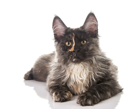 Maine Coon cat isolated on white backgroundの写真素材