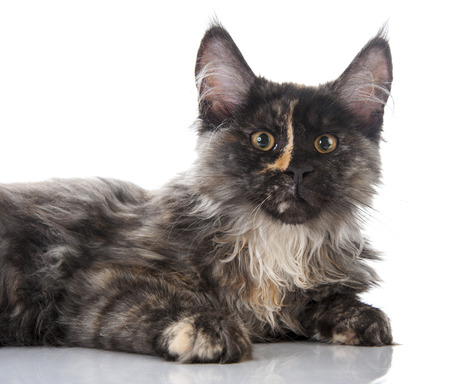 Maine Coon cat isolated on white backgroundの写真素材