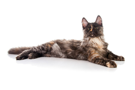 Maine Coon cat isolated on white backgroundの写真素材
