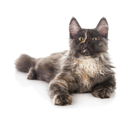 Maine Coon cat isolated on white backgroundの写真素材