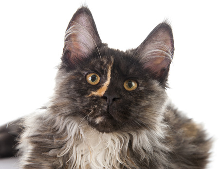 Maine Coon cat isolated on white backgroundの写真素材