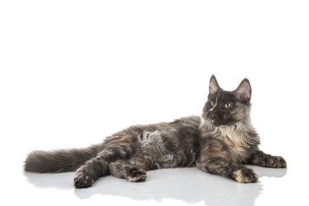 Maine Coon cat isolated on white backgroundの写真素材