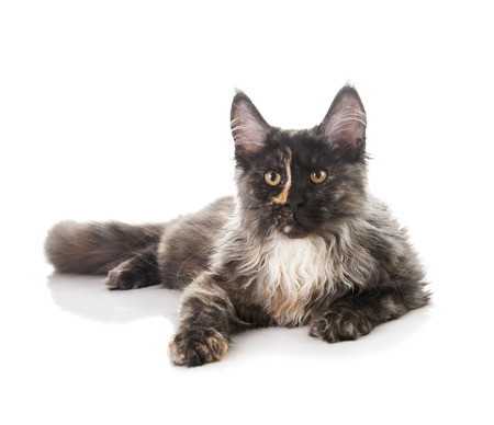 Maine Coon cat isolated on white backgroundの写真素材