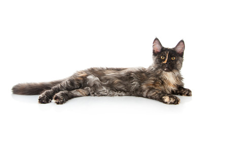 Maine Coon cat isolated on white backgroundの写真素材