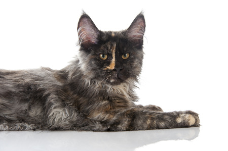 Maine Coon cat isolated on white backgroundの写真素材