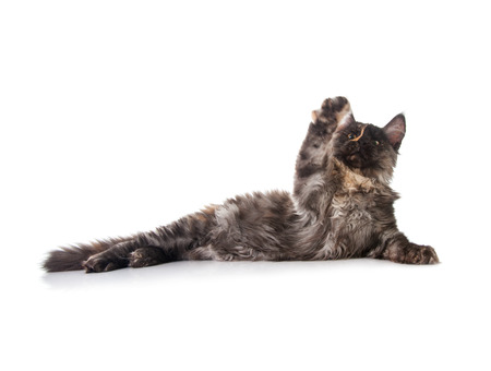 Maine Coon cat isolated on white backgroundの写真素材