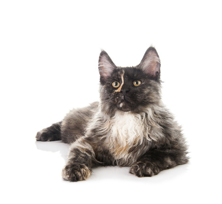Maine Coon cat isolated on white backgroundの写真素材